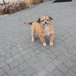 Zdjęcie przedstawia żółtego psa na kostce brukowej