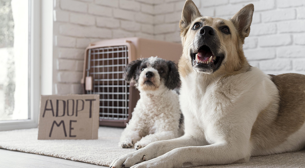Zdjęcie przedstawia dwa psy i tablicę z napisem "Adopt me"
