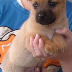 Zdjęcie przedstawia małego żółtego psa, trzymanego na rękach