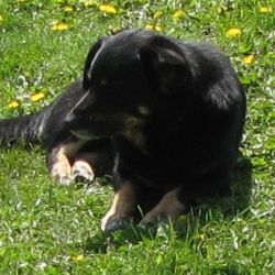 Zdjęcie przedstawia czarnego psa leżącego na trawie