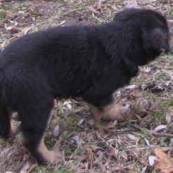 Zdjęcie przedstawia małęgo czarnego psa z żółtymi łapami