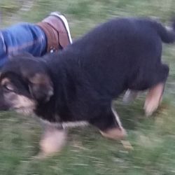 Zdjęcie przedstawia małego czarnego psa biegącego po łące
