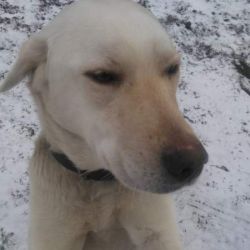 Zdjęcie przedstawia białego psa na śniegu