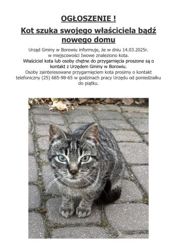 Plakat dotycząca kota przeznaczonego do adopcji