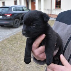 Zdjęcie przedstawia małego czarnego psa na rękach